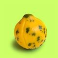 UNRIPE MELON